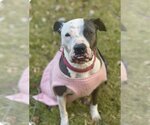 Small Photo #1 American Bulldog-American Staffordshire Terrier Mix Puppy For Sale in Atlanta, GA, USA