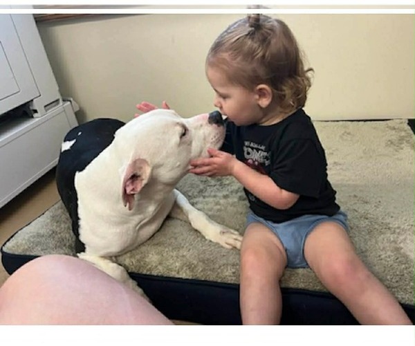 Medium Photo #4 American Pit Bull Terrier-Unknown Mix Puppy For Sale in Germantown, OH, USA