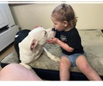 Small #3 American Pit Bull Terrier Mix