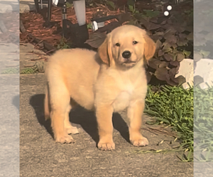 Medium Golden Retriever