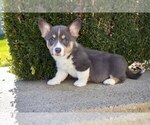 Puppy 1 Pembroke Welsh Corgi