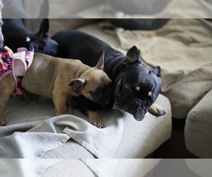 Father of the French Bulldog puppies born on 06/08/2022