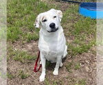 Small #1 Mutt
