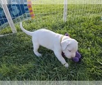 Small #3 Dogo Argentino