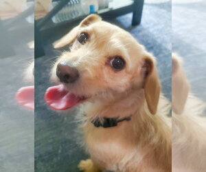 Border Terrier-Chihuahua Mix Dogs for adoption in Corona, CA, USA