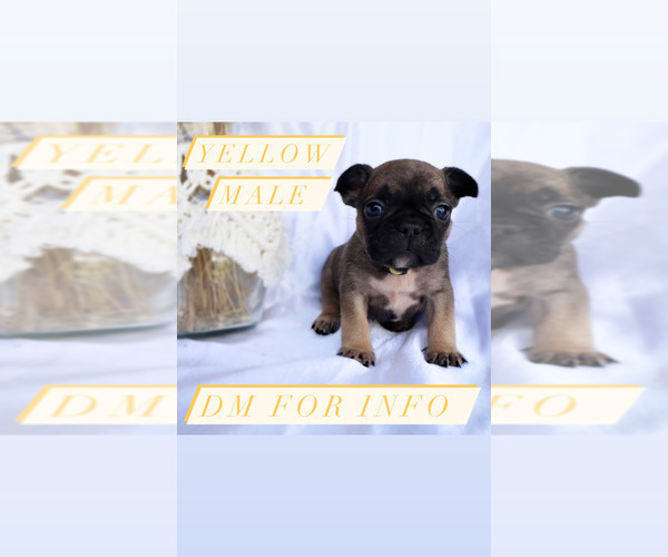 Medium Photo #9 French Bulldog Puppy For Sale in MURRIETA, CA, USA