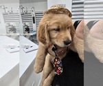 Small #7 Golden Retriever
