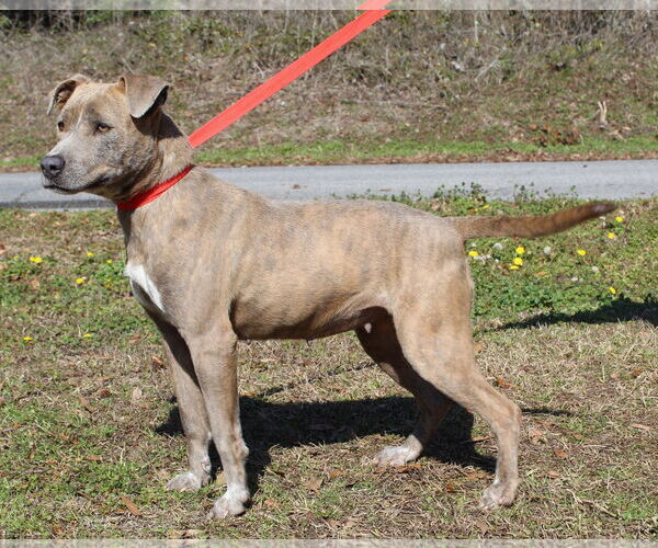 Medium Photo #2 Mountain Cur-Unknown Mix Puppy For Sale in Prattville, AL, USA