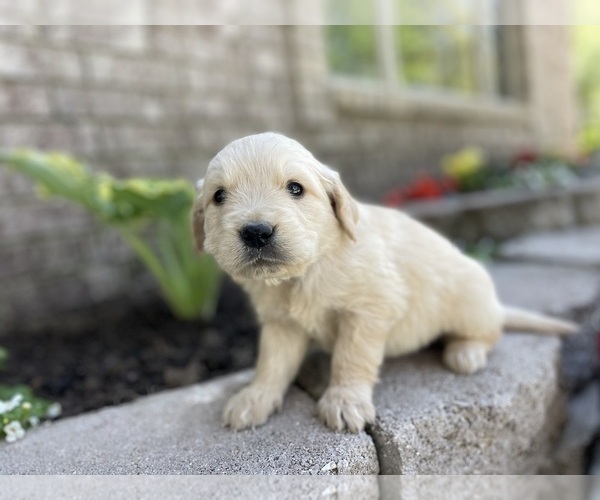 Medium Photo #7 Golden Retriever Puppy For Sale in FORDLAND, MO, USA