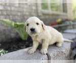 Small #6 Golden Retriever