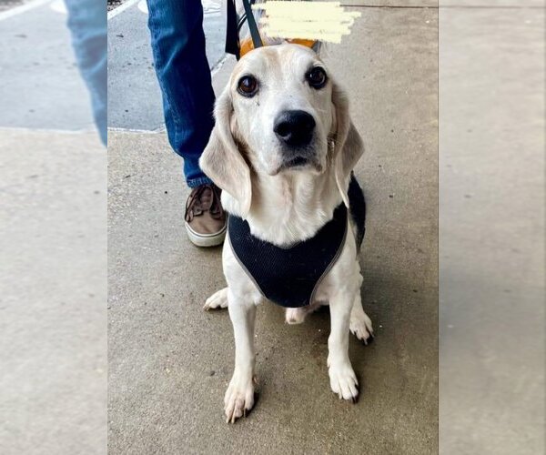 Medium Photo #11 Beagle-Unknown Mix Puppy For Sale in Fairfax, VA, USA