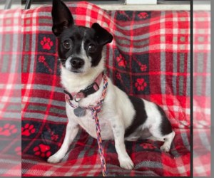 Chihuahua-Unknown Mix Dogs for adoption in Cranston, RI, USA
