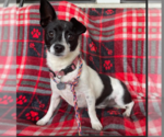 Small Chihuahua Mix