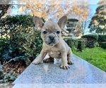 Small #125 French Bulldog