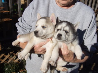 Siberian Husky Puppy for sale in HOT SPRINGS, NC, USA