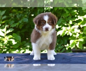 Australian Shepherd Puppy for sale in EASTON, MO, USA