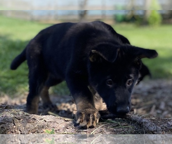 Medium Photo #4 German Shepherd Dog Puppy For Sale in DE PERE, WI, USA