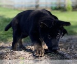 Small #3 German Shepherd Dog