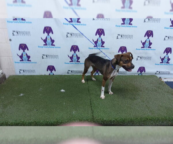 Medium Photo #1 Beagle-Unknown Mix Puppy For Sale in Orlando, FL, USA
