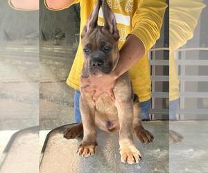 Cane Corso Puppy for sale in SCOTTSDALE, AZ, USA