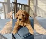 Small Photo #21 Goldendoodle (Miniature) Puppy For Sale in RANDOLPH, WI, USA