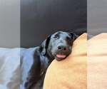 Small #1 Labrador Retriever Mix