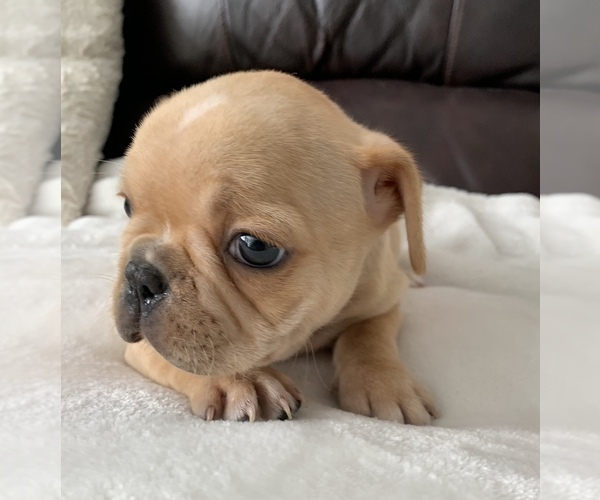 Medium Photo #4 French Bulldog Puppy For Sale in JOHNS ISLAND, SC, USA