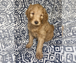 Small Photo #2 Goldendoodle Puppy For Sale in STONEVILLE, NC, USA