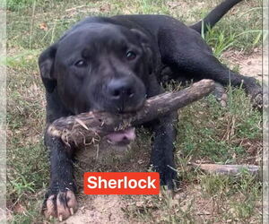 Sherlock - Male Mutt Dog for Adoption - Photo #5