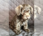 Small Photo #24 Schnauzer (Miniature) Puppy For Sale in CAPE CORAL, FL, USA