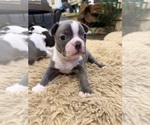 Small #1 Boston Terrier