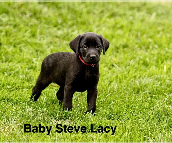 Medium Photo #1 Labrador Retriever-Unknown Mix Puppy For Sale in Sandy, UT, USA