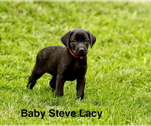 Labrador Retriever-Unknown Mix Dogs for adoption in Sandy, UT, USA