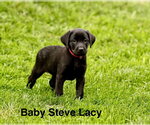 Baby Steve Lacy - Male Labrador Retriever-Unknown Mix Dog for Adoption - Small photo