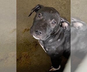 American Pit Bull Terrier-Unknown Mix Dogs for adoption in Stockton, CA, USA