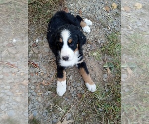 Bernedoodle Puppy for sale in ELLIJAY, GA, USA