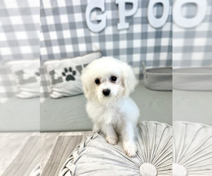 Cavapoo Puppy for sale in MARIETTA, GA, USA