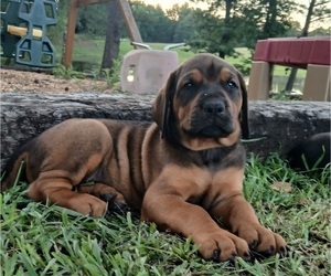 Doberman Pinscher-Mastiff Mix Puppy for Sale in BRANTLEY, Alabama USA