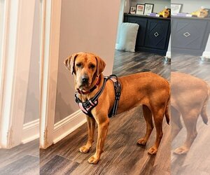 Labrador Retriever-Redbone Coonhound Mix Dogs for adoption in Holly Springs, NC, USA