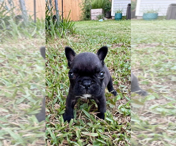 Medium Photo #1 French Bulldog Puppy For Sale in Oakland Park , FL, USA
