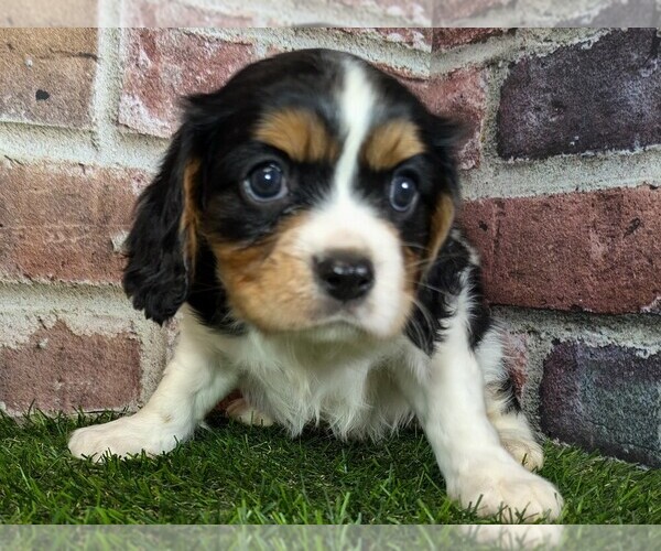 Medium Photo #13 Cavalier King Charles Spaniel Puppy For Sale in MOBERLY, MO, USA