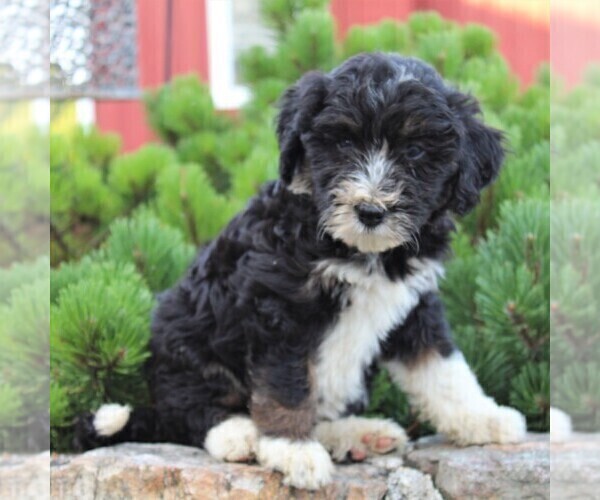 Medium Photo #2 Miniature Australian Shepherd-Poodle (Standard) Mix Puppy For Sale in BLAIN, PA, USA