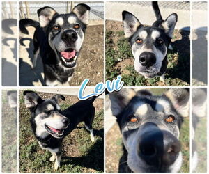 Siberian Husky-Unknown Mix Dogs for adoption in Pierceton , IN, USA