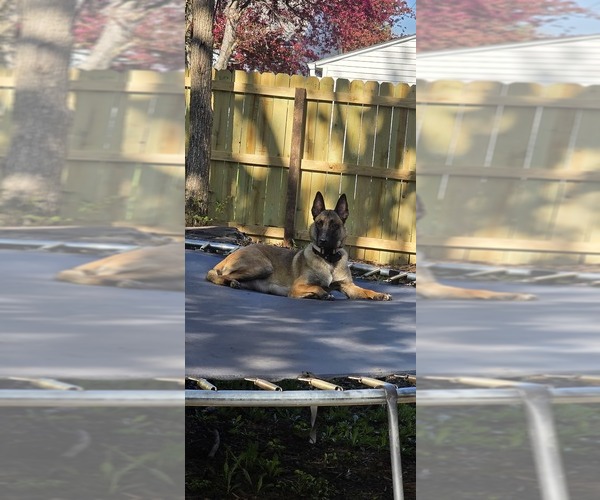 Medium Photo #1 Belgian Malinois Puppy For Sale in OSHKOSH, WI, USA