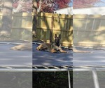 Small Photo #1 Belgian Malinois Puppy For Sale in OSHKOSH, WI, USA