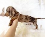 Small #7 Dachshund