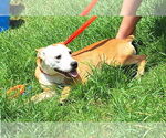 Small #2 Mutt