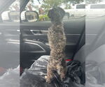 Small #1 Maltese-Poodle (Toy) Mix