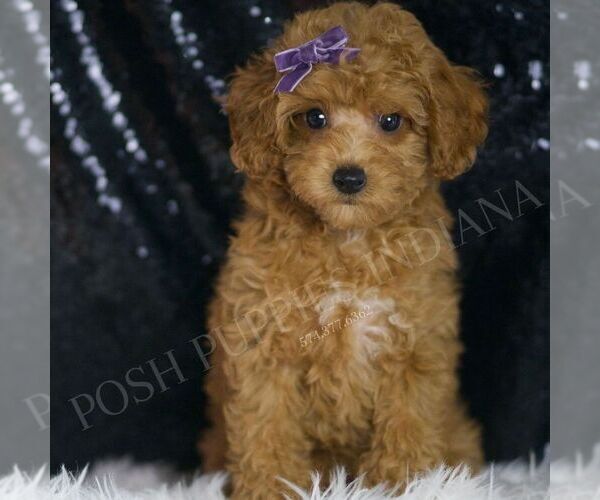 Medium Photo #35 Poodle (Toy) Puppy For Sale in WARSAW, IN, USA