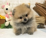 Small Photo #4 Pomeranian Puppy For Sale in CHICAGO, IL, USA